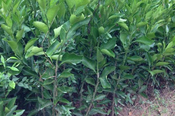 耙耙柑树苗栽培技术，对生长茂密处的枝干要进行疏剪