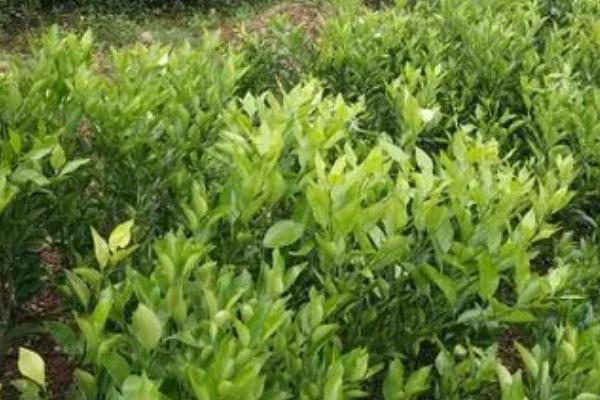 耙耙柑树苗栽培技术，对生长茂密处的枝干要进行疏剪