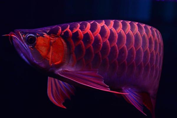 金龙鱼养几条好，只养一条为好