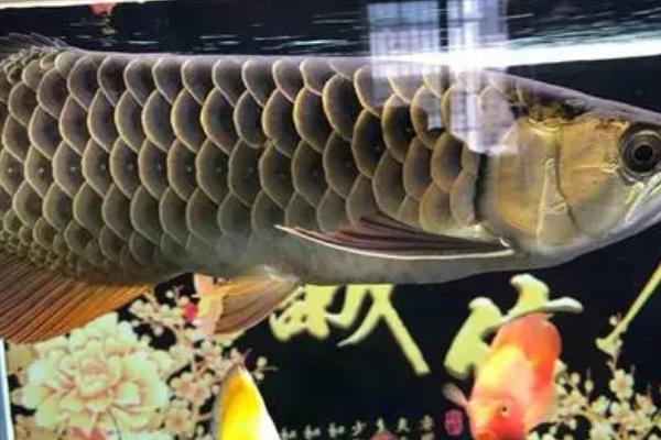 金龙鱼养几条好，只养一条为好