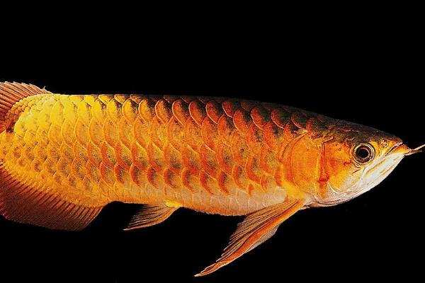 金龙鱼养几条好，只养一条为好