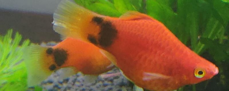 米奇鱼的受精方式