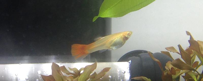 孔雀鱼繁殖一次需要多长时间