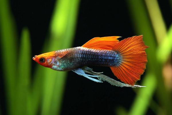 孔雀鱼繁殖一次需要多长时间，需要3-4个小时