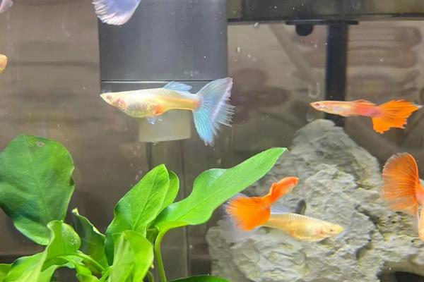 孔雀鱼繁殖一次需要多长时间，需要3-4个小时