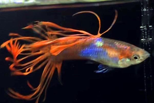 孔雀鱼繁殖一次需要多长时间，需要3-4个小时