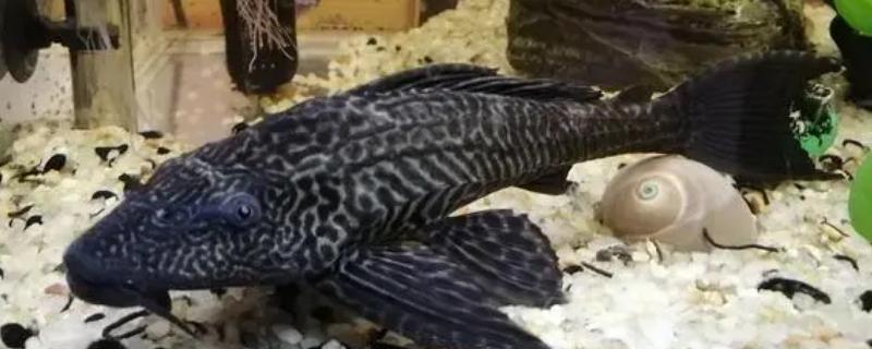 清道夫鱼能不能和孔雀鱼混养