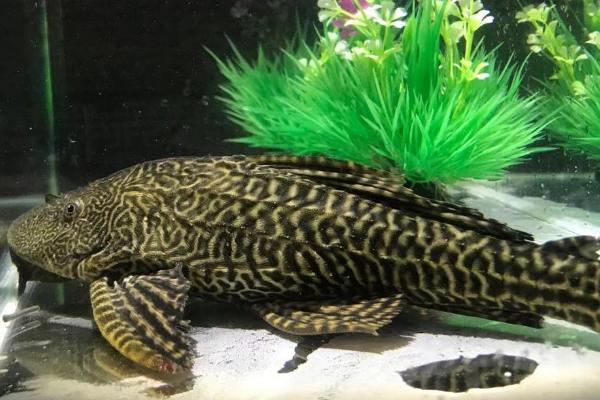 清道夫鱼能不能和孔雀鱼混养，可以混养但繁殖期要注意隔离