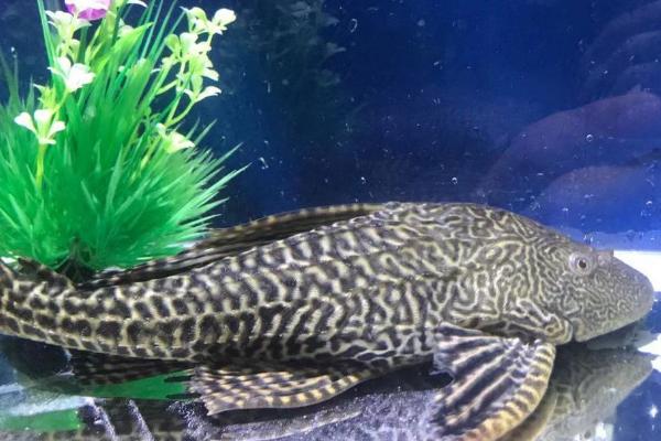 清道夫鱼能不能和孔雀鱼混养，可以混养但繁殖期要注意隔离