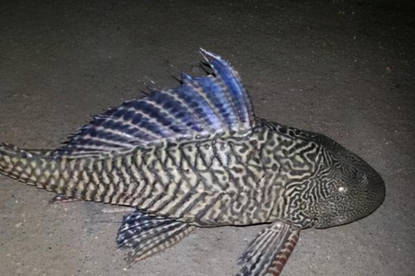 清道夫鱼能不能和孔雀鱼混养，可以混养但繁殖期要注意隔离