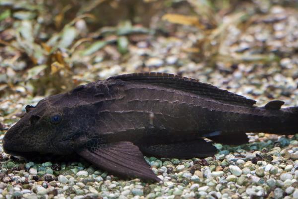 清道夫鱼能不能和孔雀鱼混养，可以混养但繁殖期要注意隔离