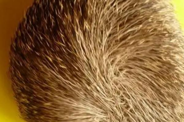 麝香是什么，是成熟雄鹿肚脐和生殖器之间的囊腺分泌物