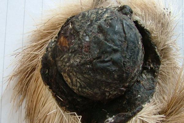 麝香是什么，是成熟雄鹿肚脐和生殖器之间的囊腺分泌物