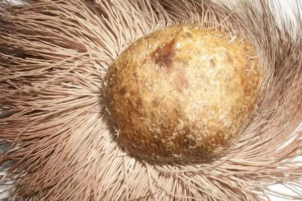 麝香是什么，是成熟雄鹿肚脐和生殖器之间的囊腺分泌物