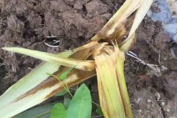 绵单925玉米品种简介，春播平均生育期110.0天