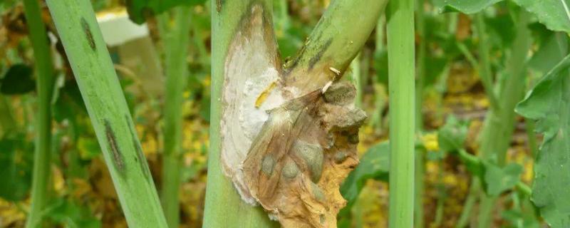 油菜菌核病