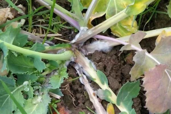 油菜菌核病，整个生育期均可发病