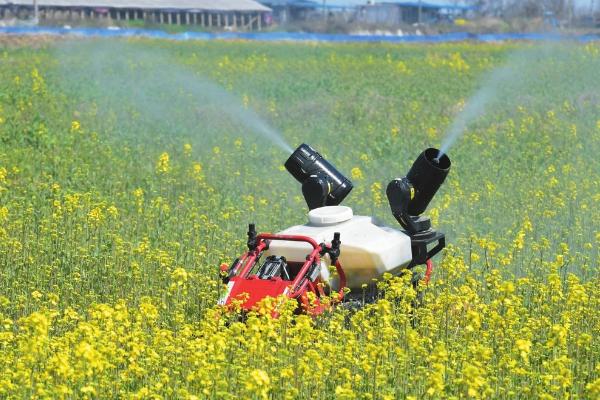 油菜菌核病，整个生育期均可发病