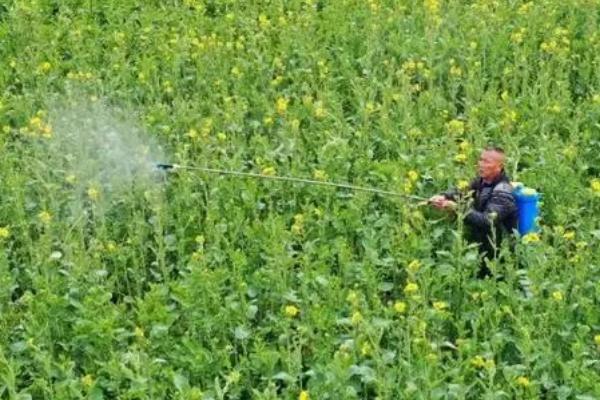 油菜菌核病，整个生育期均可发病