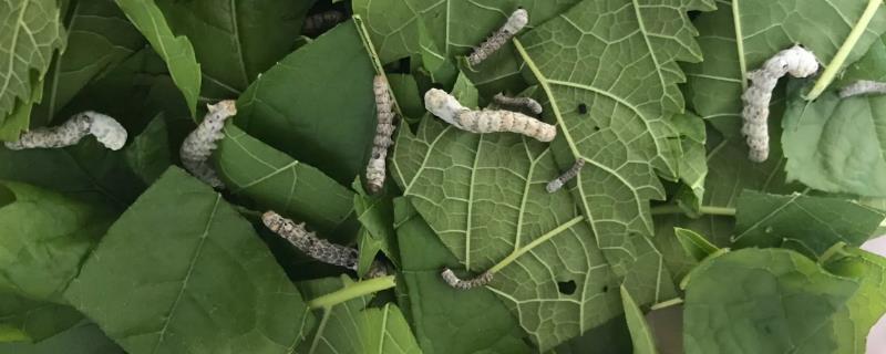 蚕吃什么食物