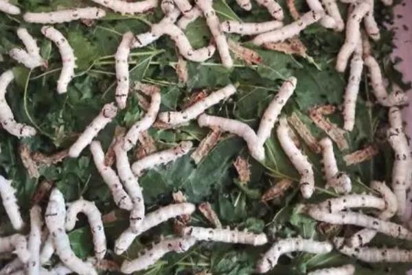 蚕吃什么食物，可采食桑叶、柘叶、榆叶、生菜叶等食物