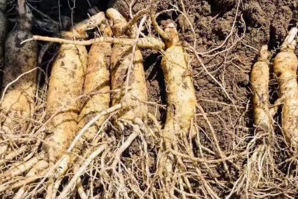 哪些药材适合在沙地种植，人参、贝母、黄芪、射干等品种可在沙地种植