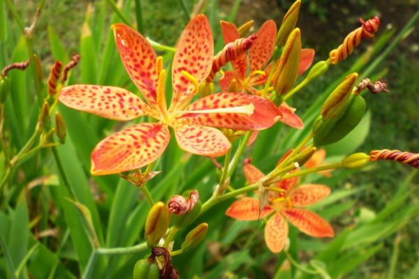 哪些药材适合在沙地种植，人参、贝母、黄芪、射干等品种可在沙地种植