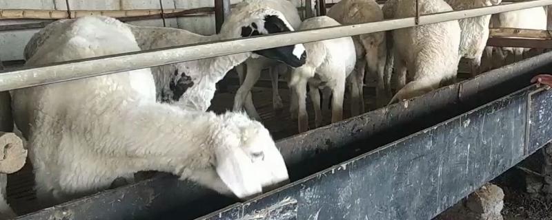 怎样让羊多喝水