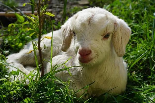 怎样让羊多喝水,可以喂面汤或者在水里添加些糖分