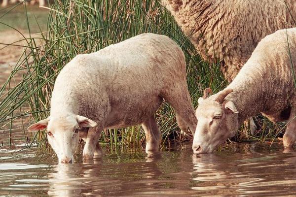 怎样让羊多喝水,可以喂面汤或者在水里添加些糖分