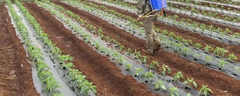 肟菌酯能治什么病