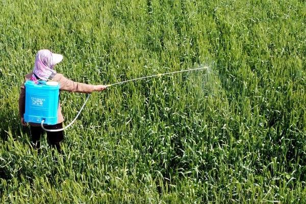 肟菌酯能治什么病，可以防治白粉病、锈病、颖枯病等