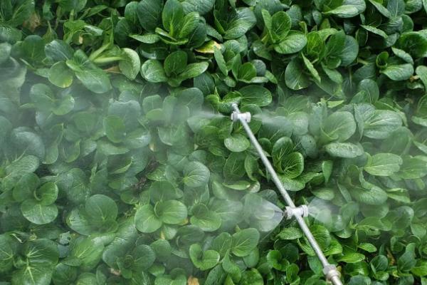 肟菌酯能治什么病，可以防治白粉病、锈病、颖枯病等