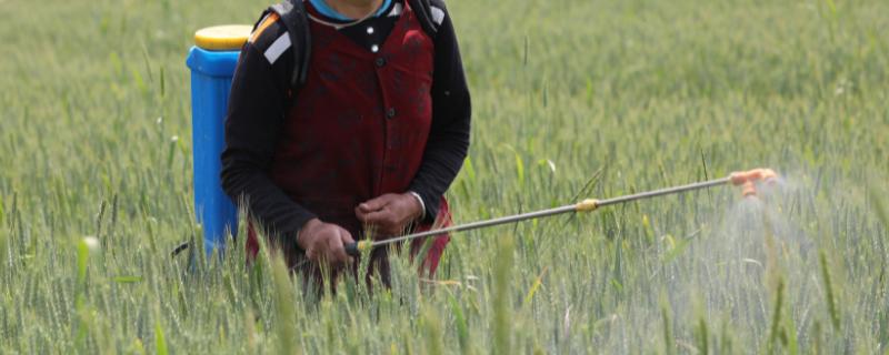小麦收获期如何打农药