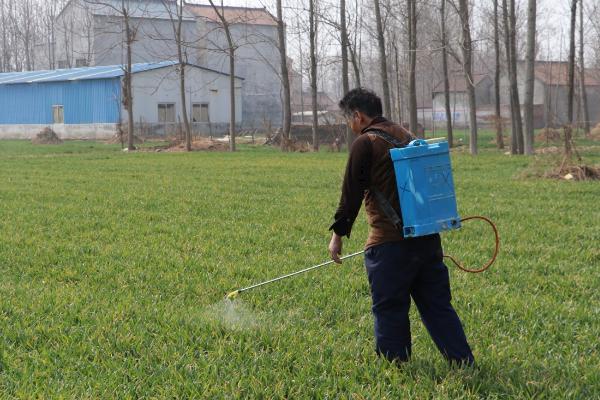 小麦收获期如何打农药，喷药选在晴天微风的上午