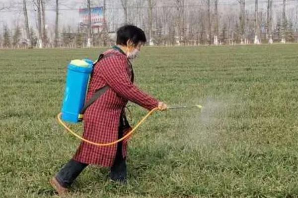 小麦收获期如何打农药，喷药选在晴天微风的上午