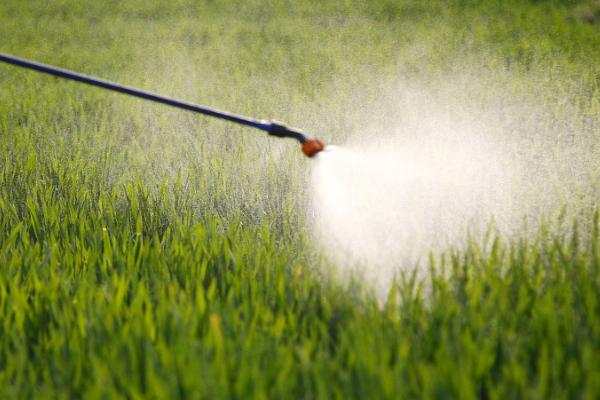 小麦收获期如何打农药，喷药选在晴天微风的上午