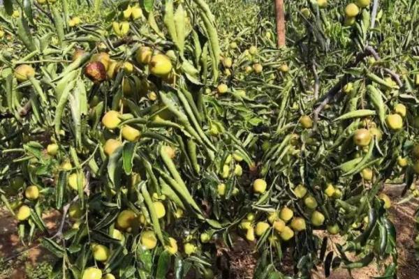 冬枣的品种，品种较多果实大小不一