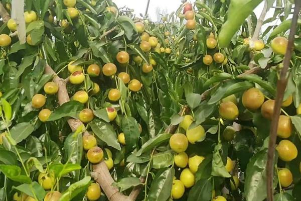 冬枣的品种，品种较多果实大小不一