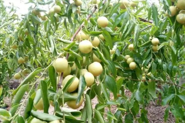 冬枣的品种，品种较多果实大小不一