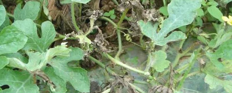 西瓜疫病