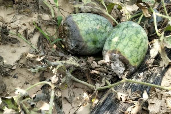 西瓜疫病，度在25℃以上时发病情况最为严重