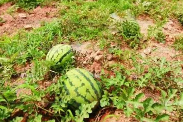 西瓜疫病，度在25℃以上时发病情况最为严重