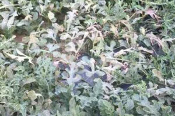 西瓜疫病，度在25℃以上时发病情况最为严重