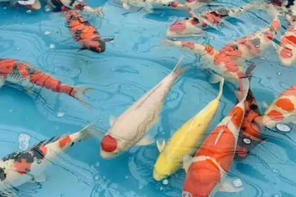 锦鲤如何喂养，通常要一天喂1-3次