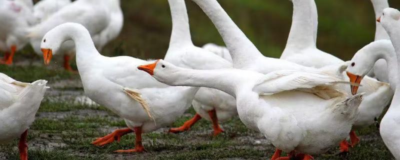 鹅一般要养多少个月