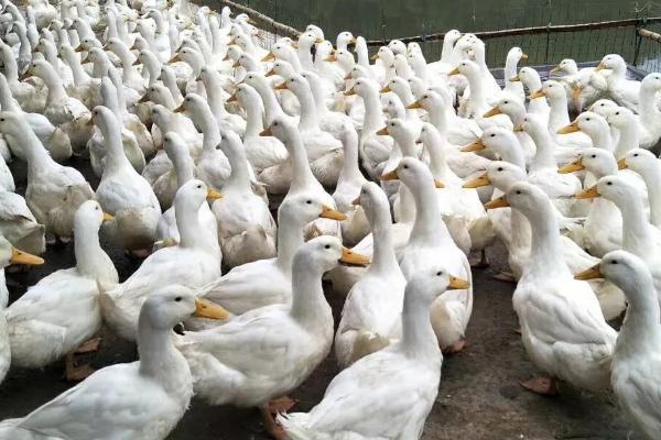 鹅一般要养多少个月，要养3个月左右