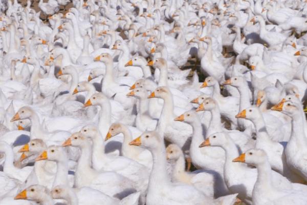 鹅一般要养多少个月，要养3个月左右