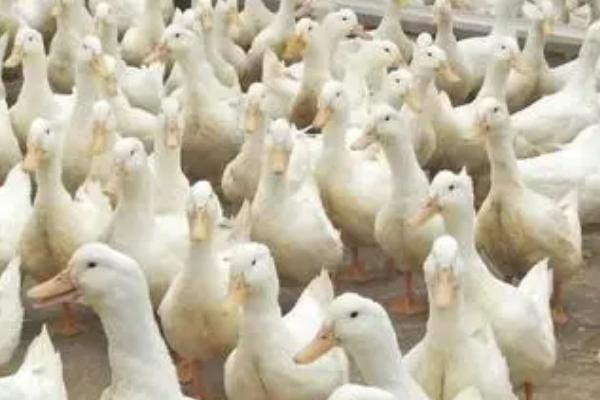 鹅一般要养多少个月，要养3个月左右