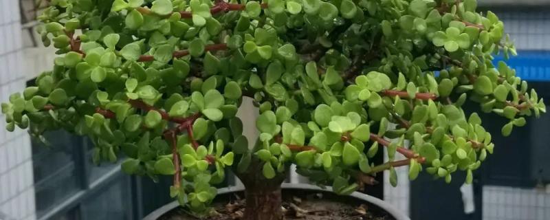 金枝玉叶的养殖方法